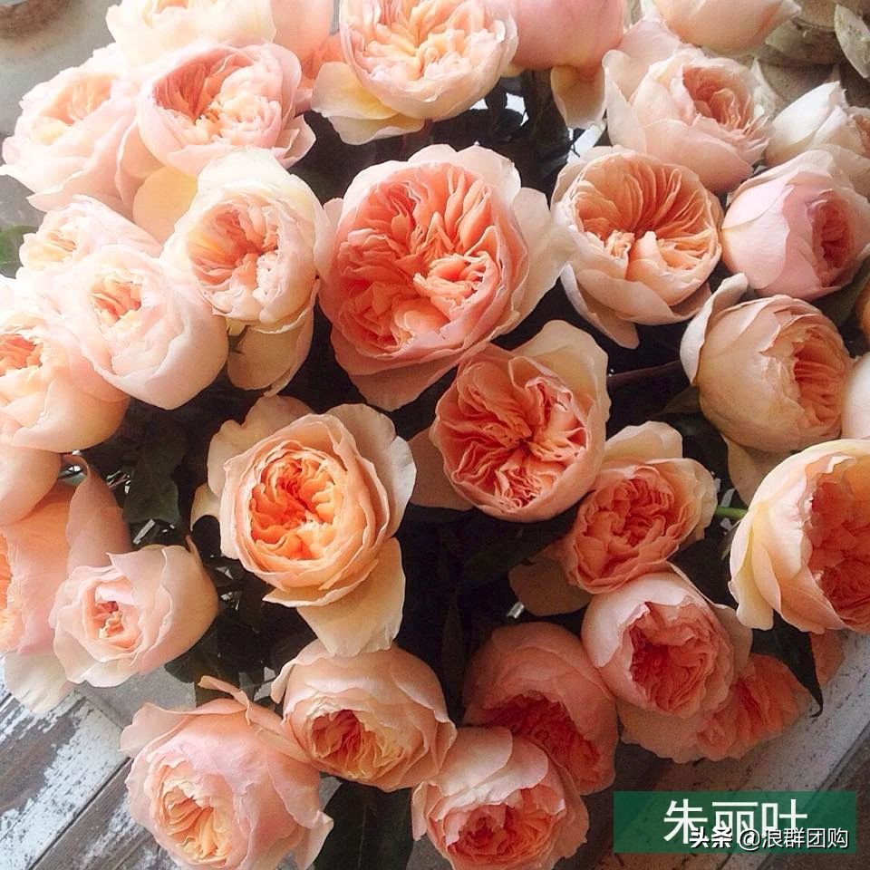 月季哪些品种大花又香,月季哪些品种花期长耐阴耐寒耐旱