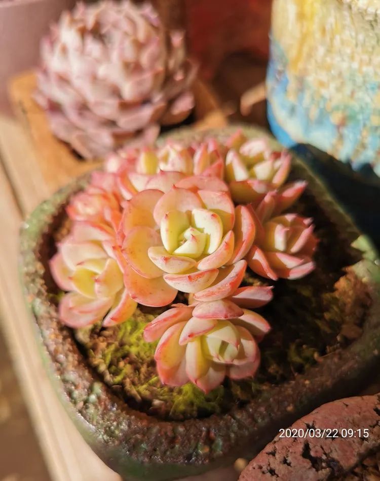 养多肉的人生感悟,人生如同养花