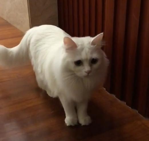 捡到只流浪猫对自己非常好怎么办,十天前捡到流浪猫现在怎么样了