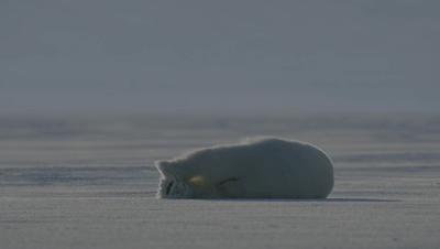 豆瓣netflix电影,bbc地球奇观纪录片
