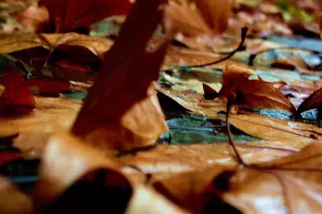 西法大青春力量,西法大