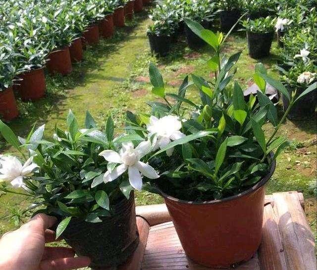 栀子花买回来怎么做,栀子花刚买回来水培怎么弄