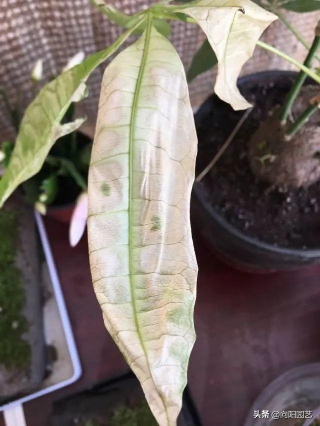 发财树树叶变紫色,发财树黄叶变绿叶的花肥