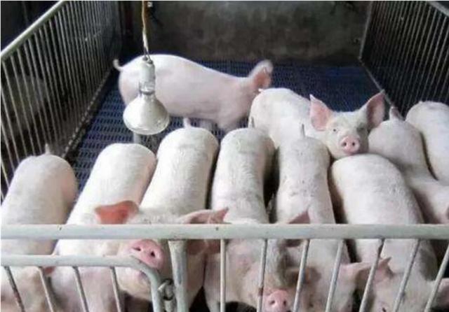 育肥猪总是拉稀是怎么回事,育肥保育猪拉稀的原因