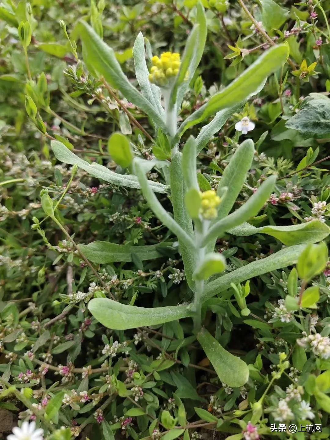 鼠曲草是野草吗,野生中药材鼠曲草