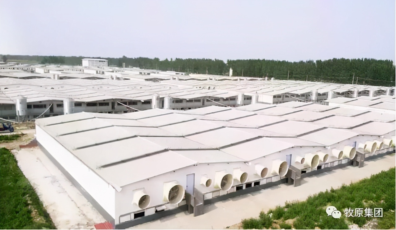 牧原股份盈利模式及风险分析 (牧原股份投资价值分配)