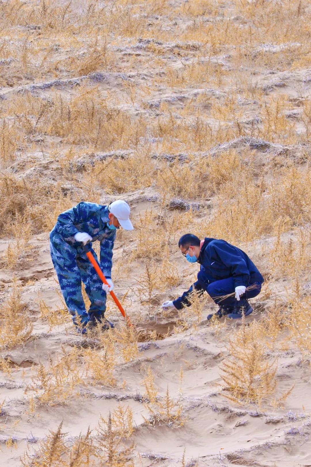 中国植树造林面积,中国植树造林成果国外有什么看法