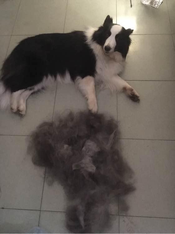 边牧犬是最聪明的吗,边牧犬有多聪明