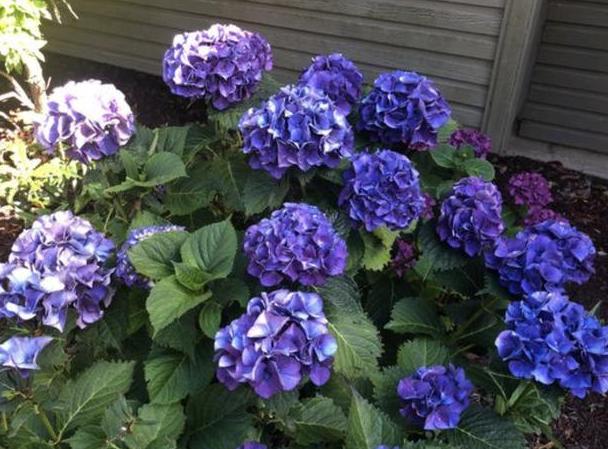 盆栽蚂蚁怎么快速处理掉,盆栽里面有蚂蚁怎么消除