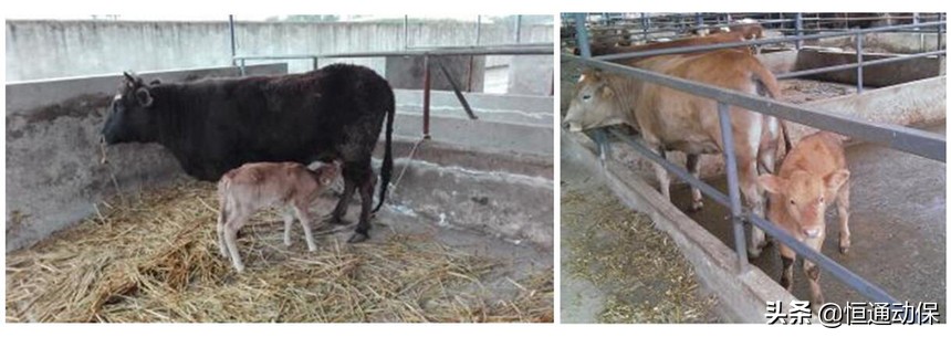 产后母羊与羔羊如何护理,牛羊产后吃什么料