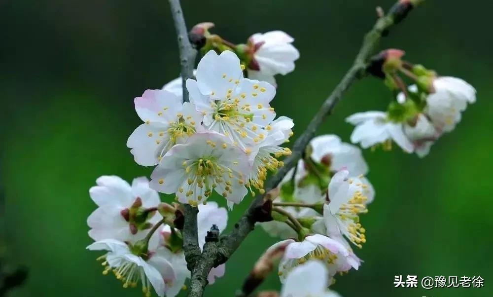 南阳赏花最佳地点,南阳春天赏花的地方有哪些推荐