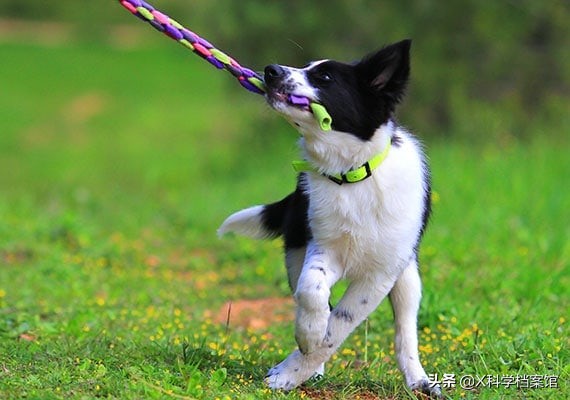 云南缉毒犬查获毒品,云南昆明缉毒犬的训练