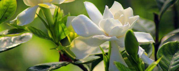 栀子花的叶子发黄怎么办,栀子花的叶子发黄怎么回事