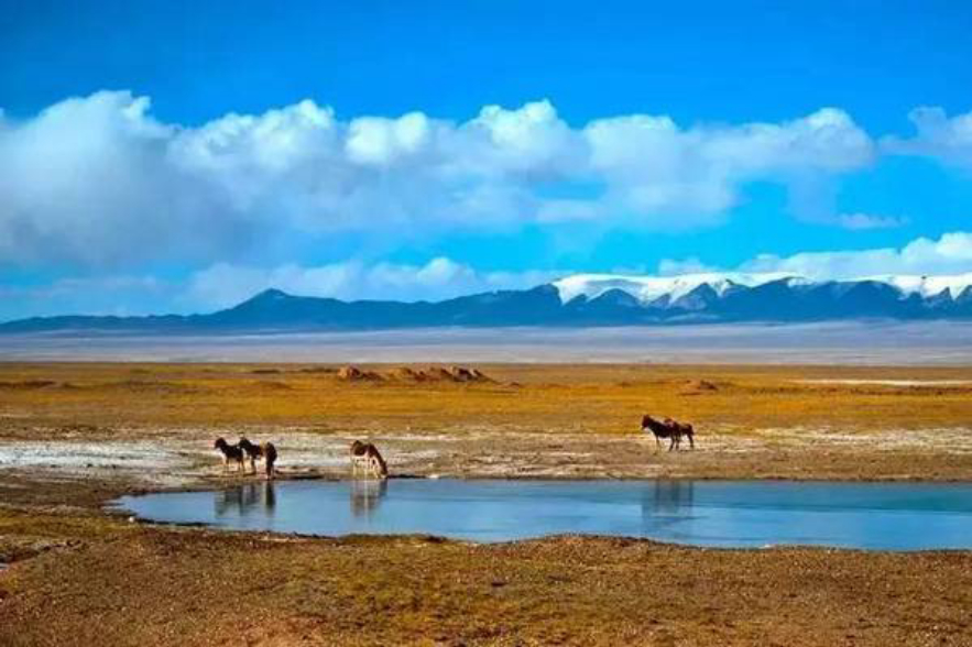 可可西里沙漠吞噬片段,可可西里的腹地有多可怕