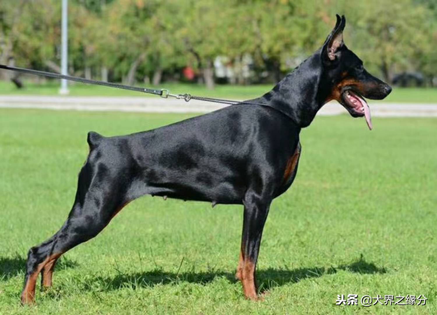 护卫犬有哪些是最厉害的护卫犬,盘点战斗力超高的五大护卫犬