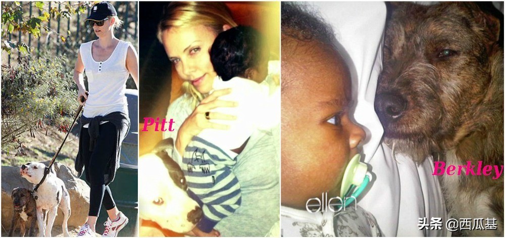 各大明星都养什么狗,公认最好养的十种狗大型犬