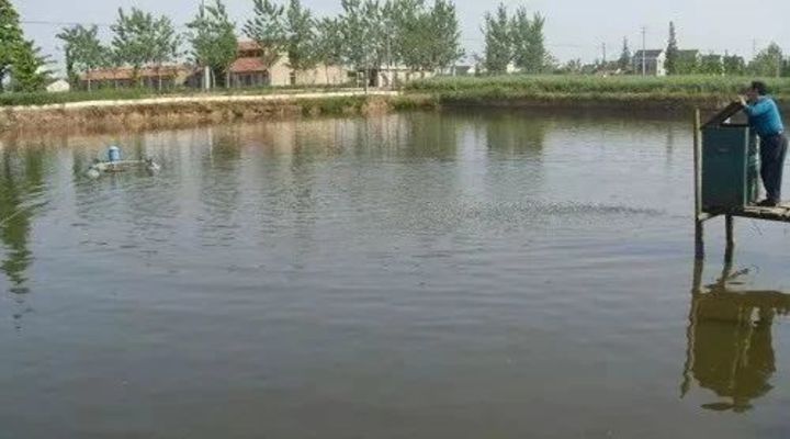养殖塘口地笼抓虾放什么诱饵,养殖虾怎么提高存活率