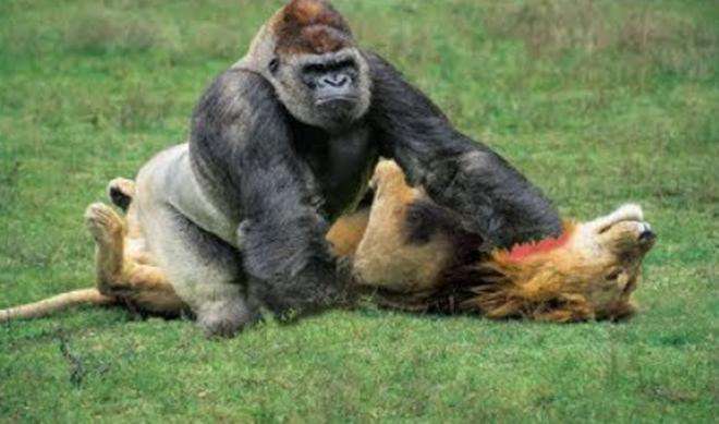 超能力银背大猩猩视频,银背大猩猩10招之内打败狮子老虎