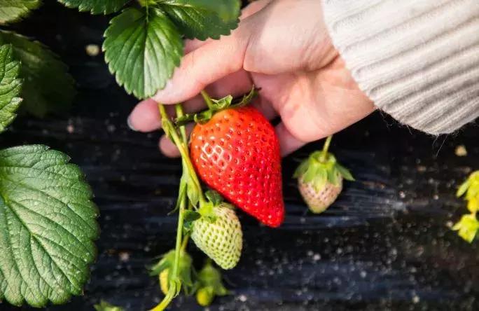 石家庄草莓采摘基地推荐,石家庄周边采摘园摘草莓