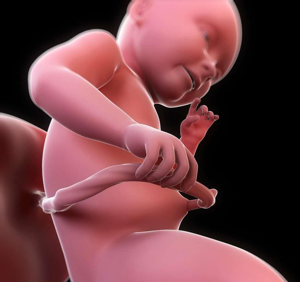 孕期婴儿发育过程大小变化,孕妇胎儿1到10个月视频