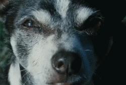 澳洲狗子吸毒,澳大利亚流浪狗