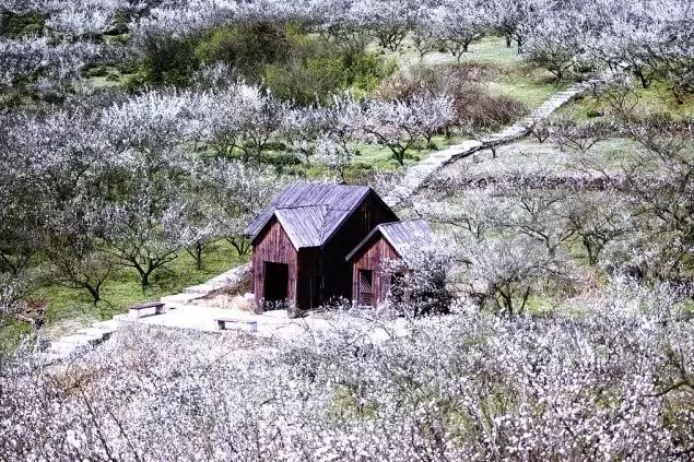 赏梅踏春最佳打卡地,现在附近公园赏梅哪里有
