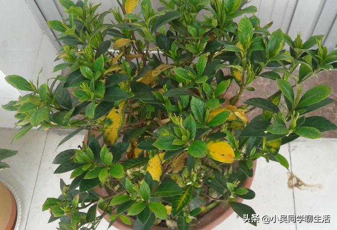 栀子花黄叶的几种处理方法,栀子花黄叶是什么原因用什么办法