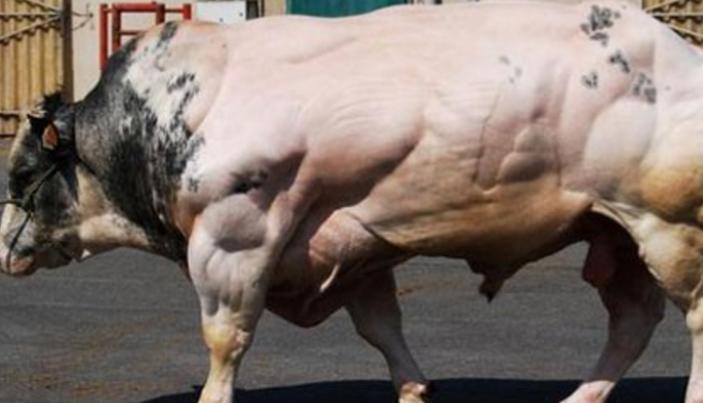比利时肌肉牛：人类改造的畸形产物，这样的牛肉，敢吃吗？