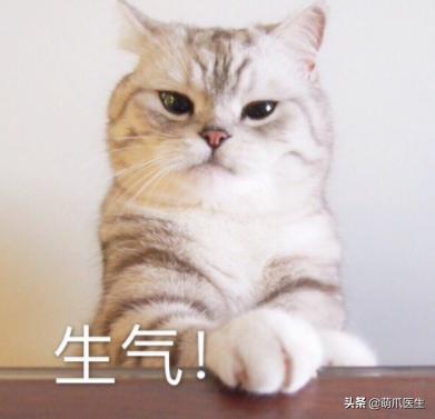 猫有一点点流血是来大姨妈,猫子宫流血是怎么回事