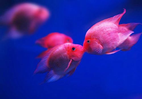 血鹦鹉打架什么时候能恢复,血鹦鹉怎么老是头穿孔