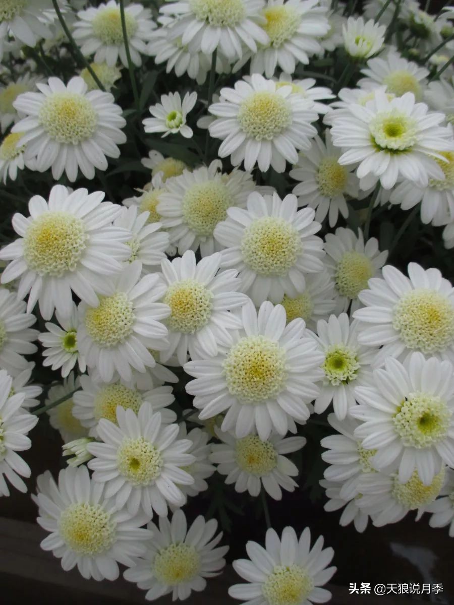 盘点每个世界第一关最强的植物,有哪些可以卡无敌的植物