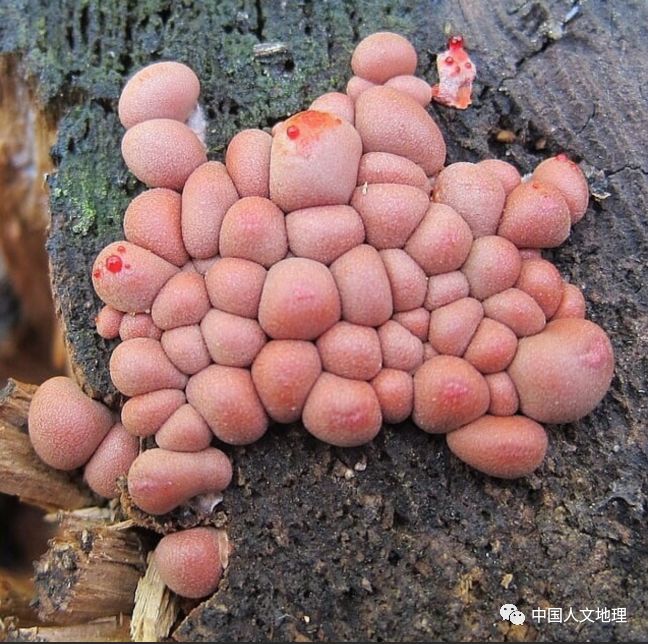 摄影彩色蘑菇,摄影师拍摄迷你蘑菇