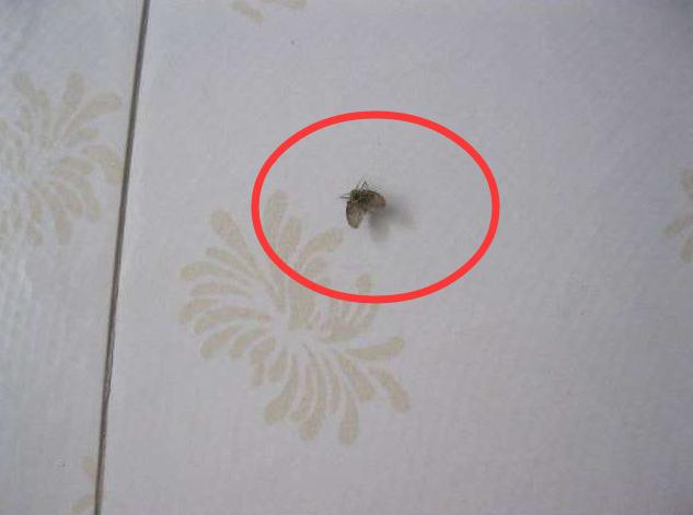 卫生间里黑色细长的虫子是什么虫,厨房卫生间有白色虫子是什么原因
