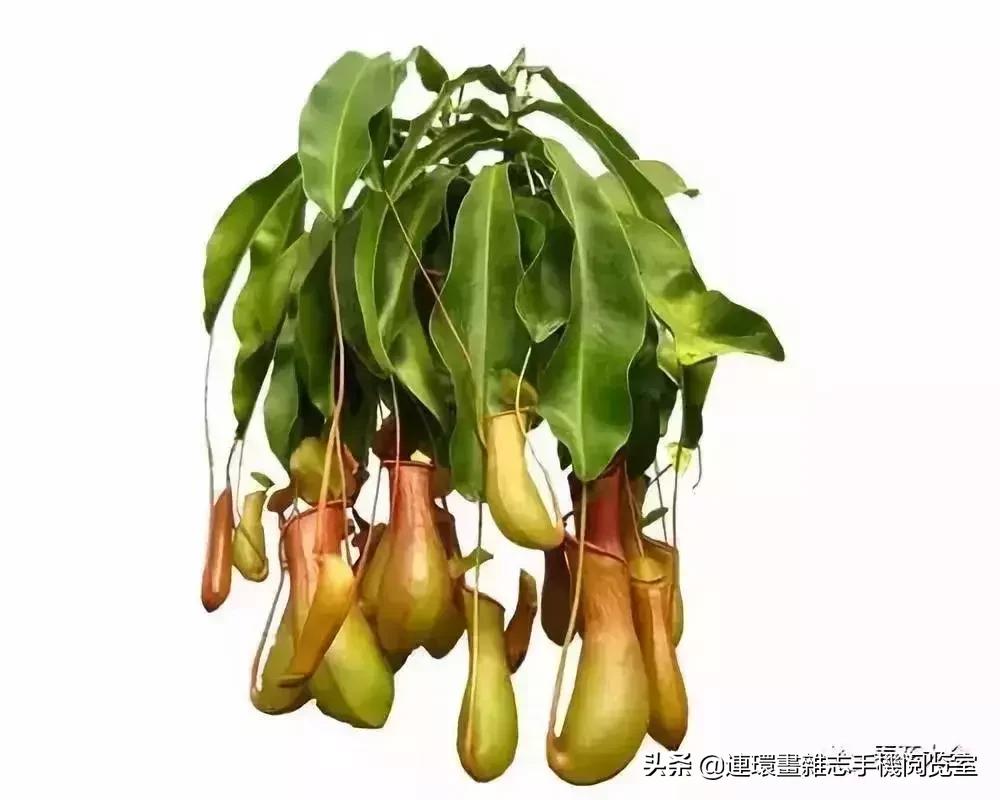 100种常见花卉植物图谱,100种花卉素描图谱