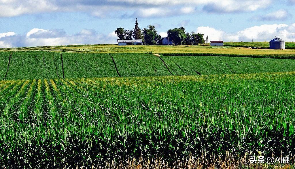 美国农田最多的州,美国哪个州的农场土地肥沃