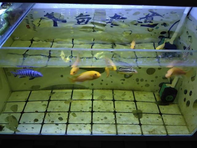 清洗滤棉不伤硝化细菌,滤棉怎么清洗视频教程