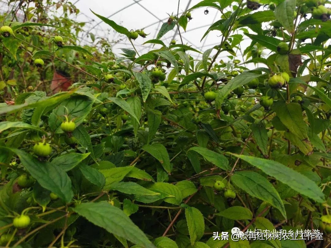 红果参的种植技术与市场前景,水果红果参的功效与作用