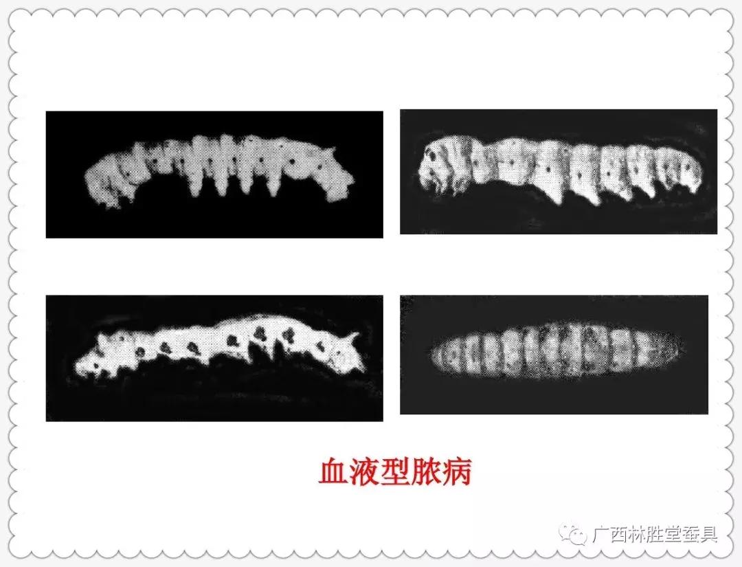 蚕脓病毒怎么彻底消灭,怎样防治脓蚕