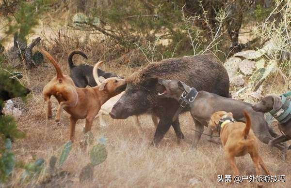 鍥藉鐙╃寧閲庣尓,缇庡浗鎹曠寧閲庣尓