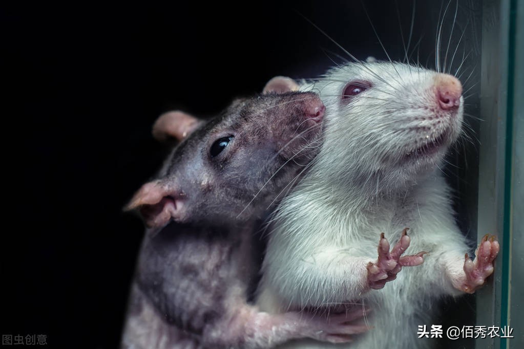 猫怕黄瓜老鼠怕什么,猫怕鼠怎么办最有效