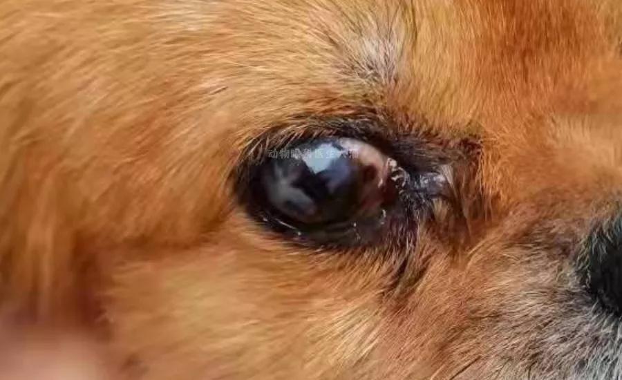 狗狗角膜溃疡眼睛开始长了红血丝,狗狗角膜水肿角膜溃疡怎么治