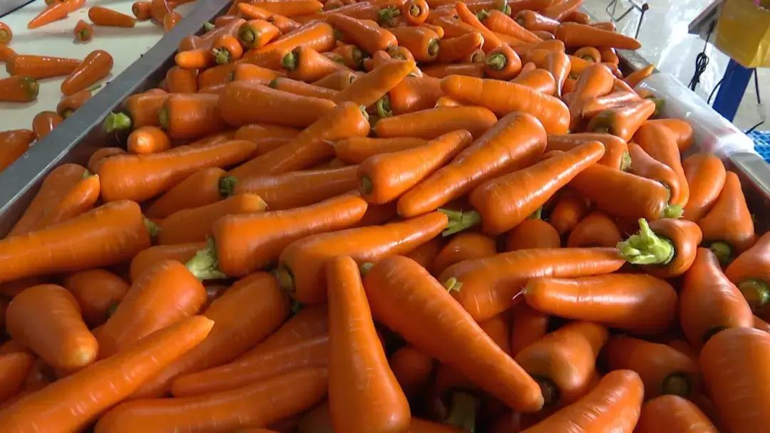 胡萝卜是什么季节才能吃到的,原来我们吃的水果以前都长这样