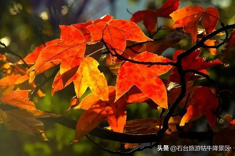 如何介绍牯牛降,牯牛降介绍简介