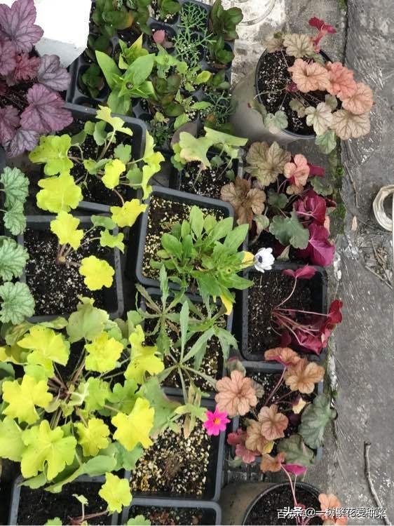 耐寒的植物矾根,矾根什么季节颜色好看