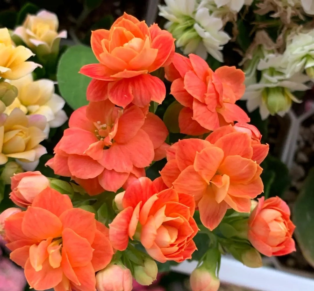 单瓣长寿花品种大全图,长寿花单瓣最好看的品种