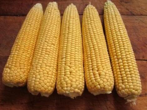 用玉米钓鱼总是空军,为什么用玉米老是钓鲤鱼