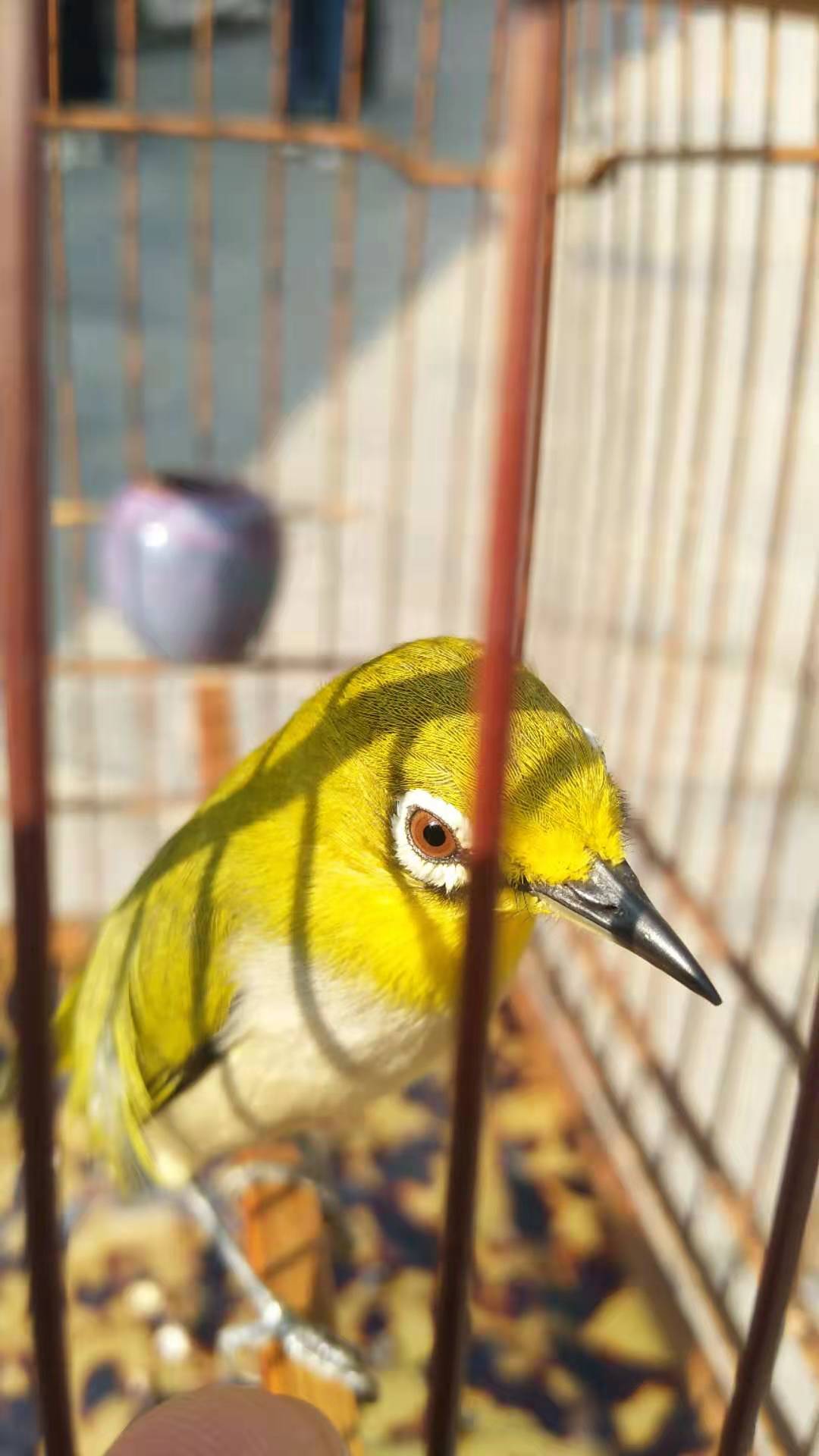 绣眼一直拉肚子,绣眼拉肚子能自愈吗