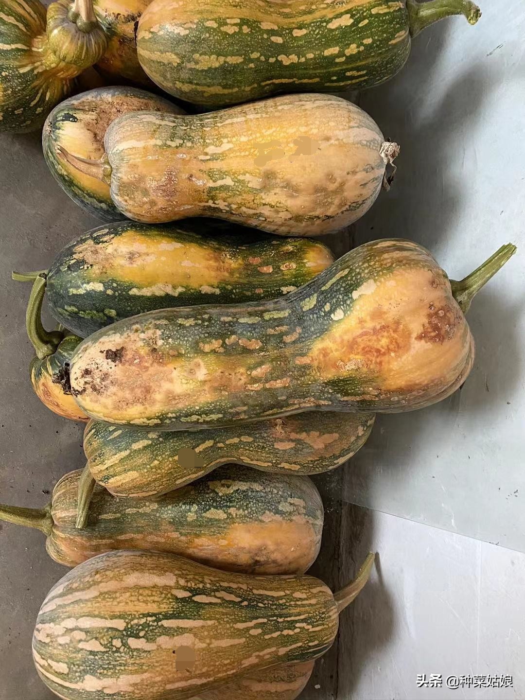 南瓜挂果的地方长侧枝该不该打掉,南瓜要怎么种才结瓜多