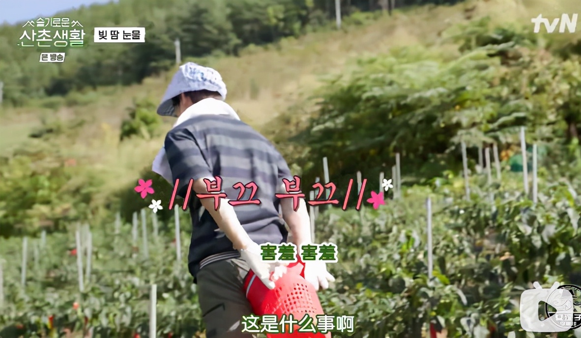 柳演锡申贤彬为什么叫wintergarden,罗英锡曺圭贤