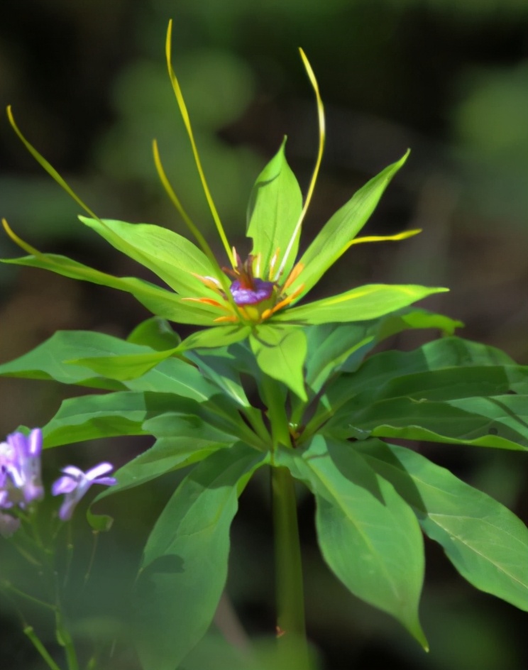 七叶一枝花抗癌第一名的中药,张至顺道长讲中药七叶一枝花